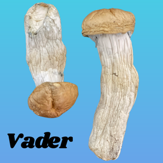 Vader mushroom strain